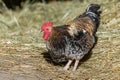 Free-ranging barnyard rooster with colorful plumage, outdoor breeding Royalty Free Stock Photo