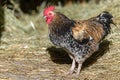 Free-ranging barnyard rooster with colorful plumage, outdoor breeding Royalty Free Stock Photo