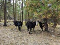 Free Ranging Beef Cattle In The Forest