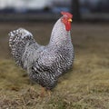 Free ranging Dominique chicken rooster in full glory