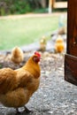 Free Ranging Happy Hens