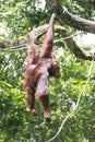 Free Ranging Orang Utan Royalty Free Stock Photo