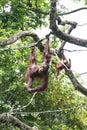 Free Ranging Orang Utan Royalty Free Stock Photo