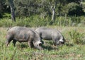 Free-roaming black pigs, Pata negra pigs, graze on the extensive natural terrain of a farm in Portugal, in the Alentejo.