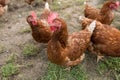 Brown hens in farmyard