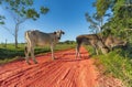 Free-roaming cows in Paraguay