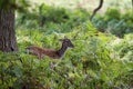 Free roaming deer at the country park Royalty Free Stock Photo