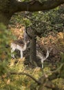 Free roaming deer at the country park Royalty Free Stock Photo