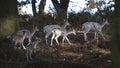 Free roaming deer at the country park Royalty Free Stock Photo