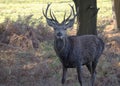 Free roaming deer at the country park Royalty Free Stock Photo