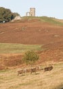 Free roaming deer at the country park Royalty Free Stock Photo