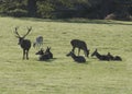 Free roaming deer at the country park Royalty Free Stock Photo