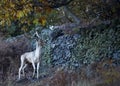 Free roaming deer at the country park Royalty Free Stock Photo