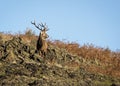 Free roaming deer at the country park, under a blue sky Royalty Free Stock Photo