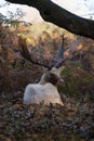 white buck injured from the rut recovers away form the herd