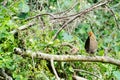 Free-roaming hen with chick sitting on branch inbetween green nature, Rarotonga, Cook Islands