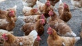 Free-roaming hens in chicken yard. Free-range chickens with brown and cremy white feathers in the farm`s chicken yard.