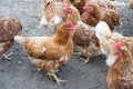 Free-roaming hens in chicken yard. Free-range chickens with brown and cremy white feathers in the farm`s chicken yard.