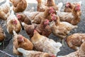 Free-roaming hens in chicken yard. Free-range chickens with brown and cremy white feathers in the farm`s chicken yard.