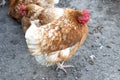 Free-roaming hens in chicken yard. Free-range chickens with brown and cremy white feathers in the farm`s chicken yard.