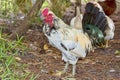 Leghorn Rooster