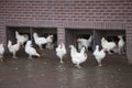 Free roaming white chickens on organic farm near utrecht in holland