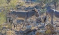 Free roaming Wild Burro`s at the Lake Pleasant Regional Park. Sonoran Desert, Arizona USA