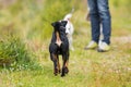 Free-running dog runs to a dog on a leash