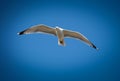 Free sea mew bird flying on the blue sky. Royalty Free Stock Photo