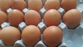 Free space in an egg-carton or egg holder or paper tray of farm chicken eggs Royalty Free Stock Photo