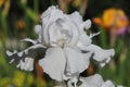 Iris Garden Series - White space age bearded iris Free Space Royalty Free Stock Photo