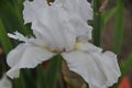 Iris Garden Series -White space age bearded iris Free Space Royalty Free Stock Photo