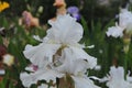 Iris Garden Series - White space age bearded iris Free Space Royalty Free Stock Photo