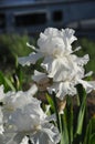 Iris Garden Series - White space age bearded iris Free Space Royalty Free Stock Photo