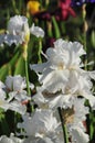 Iris Garden Series - White space age bearded iris Free Space Royalty Free Stock Photo