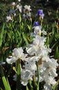 Iris Garden Series - White space age bearded iris Free Space Royalty Free Stock Photo