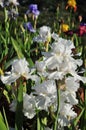 Iris Garden Series - White space age bearded iris Free Space Royalty Free Stock Photo