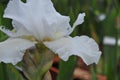 Iris Garden Series - Free Space white bearded iris Royalty Free Stock Photo