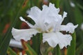 Iris Garden Series - Free Space white bearded iris with green background Royalty Free Stock Photo