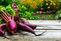 Free space on table and fresh harvesting beet