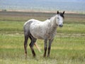 Free Spirit, wildlife, donkeys, wild horses, mustangs Royalty Free Stock Photo