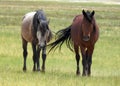 Free Spirit, wildlife, donkeys, wild horses, mustangs Royalty Free Stock Photo