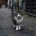 Free spirited cats roam streets independently, embodying urban resilience