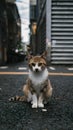 Free spirited cats roam streets independently, embodying urban resilience