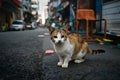 Free spirited cats roam streets independently, embodying urban resilience