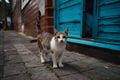 Free spirited cats roam streets independently, embodying urban resilience