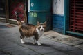 Free spirited cats roam streets independently, embodying urban resilience