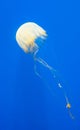 Free-Swimming Jellyfish in Blue water Royalty Free Stock Photo