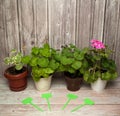 A collection of different varieties of pelargonium with pink flowers and fringed leaves on a light wooden background. Royalty Free Stock Photo