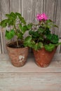 Pelargoniums with pink flowers in old rustic clay pots close-up on a light wooden background. Royalty Free Stock Photo